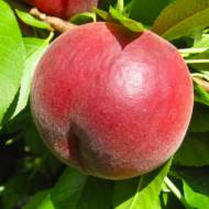 Саженец Персик Спринг Леди